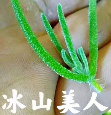 冰山美人二代冰草