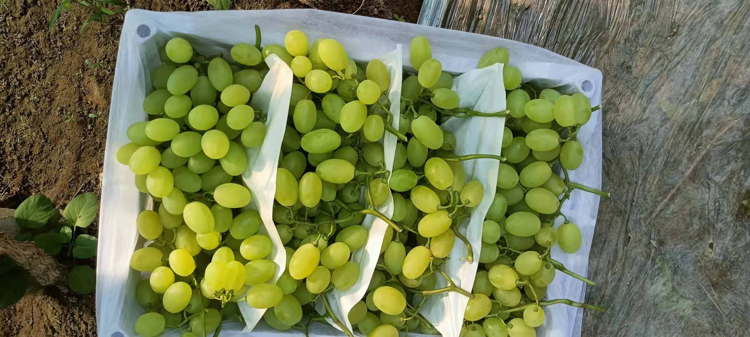 现代化青提分拣车间