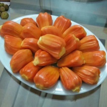 泰国12号红肉菠萝蜜苗菠萝蜜苗红肉红丝正品包邮