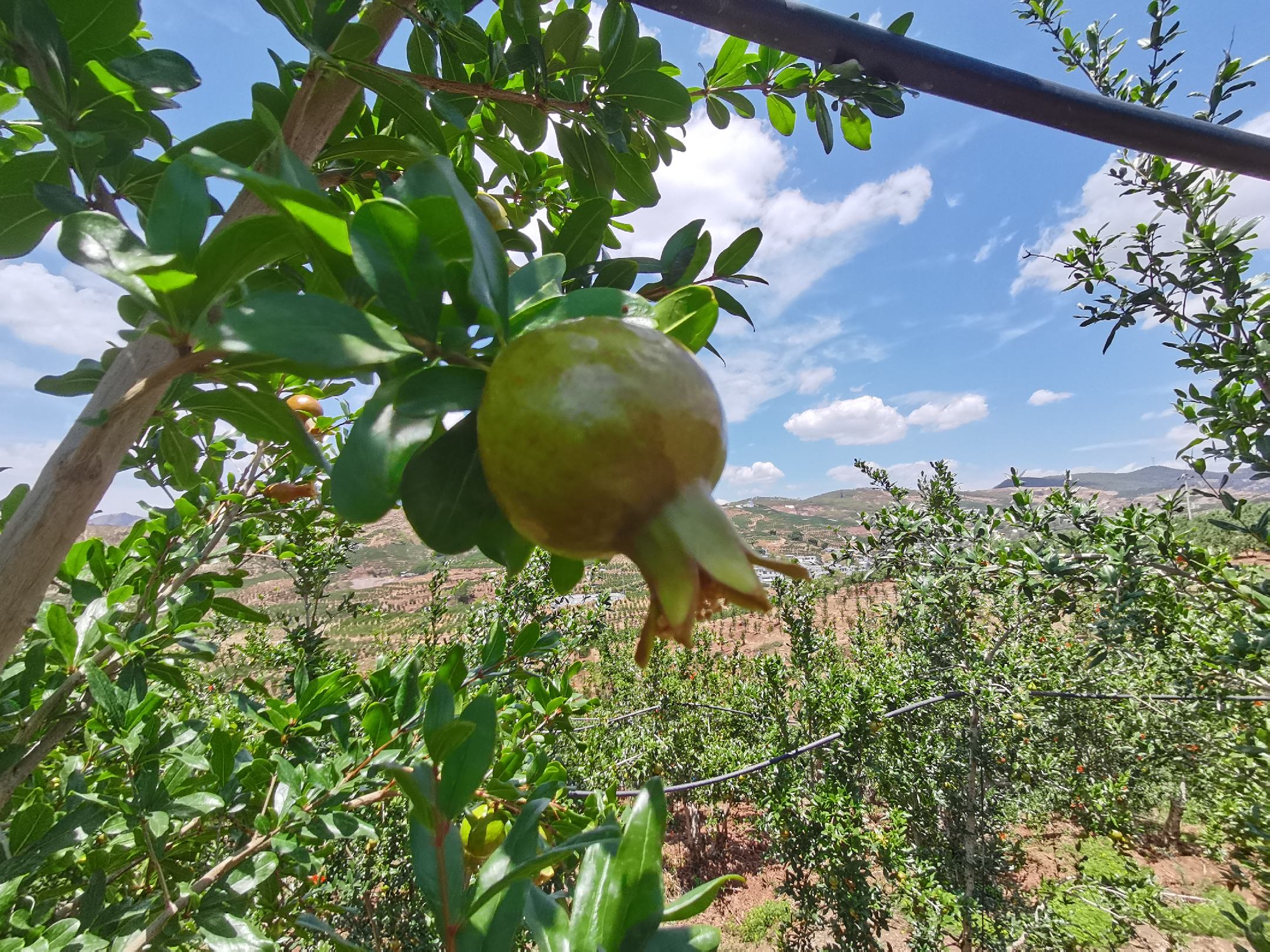 农户在果园中采摘会理石榴