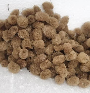 水蛭宽体金线蛭蚂蝗养殖资料卵茧幼苗青年苗种苗