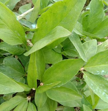 提供湖北家种旱半夏种子及旱半夏种植技术咨询指导