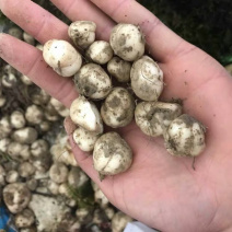 湖北贝母种球种苗川贝母苗恩施贝母苗中药材贝母种球