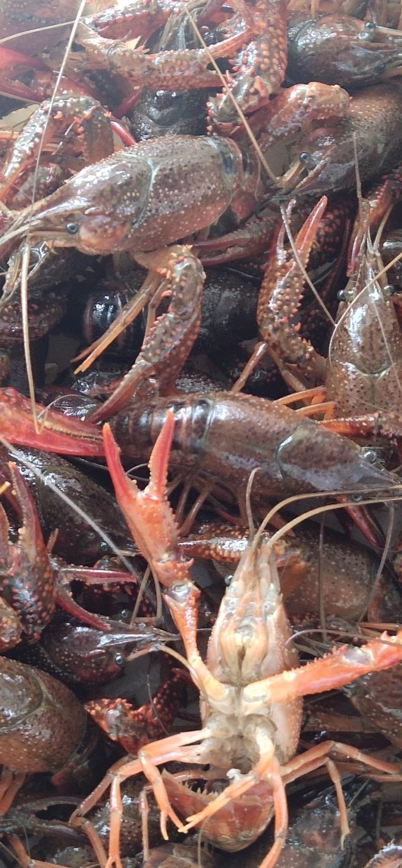 岳阳小龙虾小青全年供应