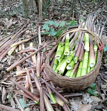 山旮旯野笋干 农家采鲜嫩山笋 肉质嫩脆 晾晒干 21新笋