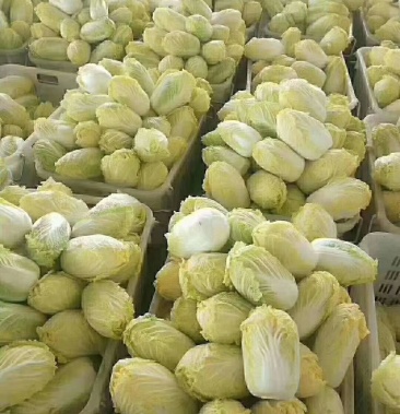 甘肃张掖秋季娃娃菜以陆续上市,货源充足,有需要联系