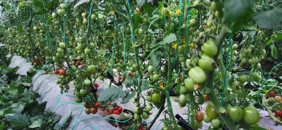 温室中生长旺盛的釜山88圣女果植株,呈现典型的无限生长型特征,茎秆粗壮,叶片浓绿,已进入开花结果期,部分果穗挂有初成果实,整体通风透光良好,采用单干整枝方式 釜山88圣女果植株整体生长状态