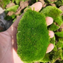 鲜活苔藓新鲜朵朵藓上水石植物假山草吸水石青苔种子盆景花盆