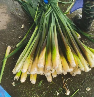 茭白茭瓜水筍大量批發