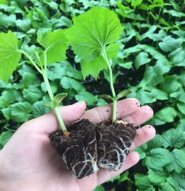 苦瓜秧苗大田庭院阳台盆栽种植四季蔬菜秧苗