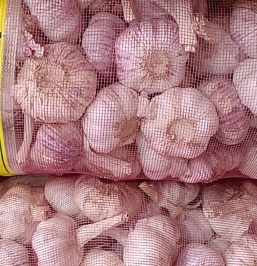 中牟冷库紫皮大蒜腰骨标准袋欢迎新老客户前来考察选购