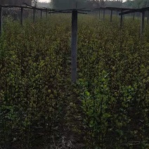 花椒苗