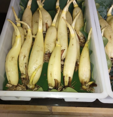 [白莲藕批发]马踏湖白莲藕价格38.00元/斤 - 一亩田