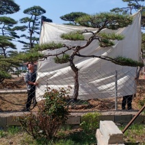 造型松视频看货，基地直发，包技术指导，成活率高