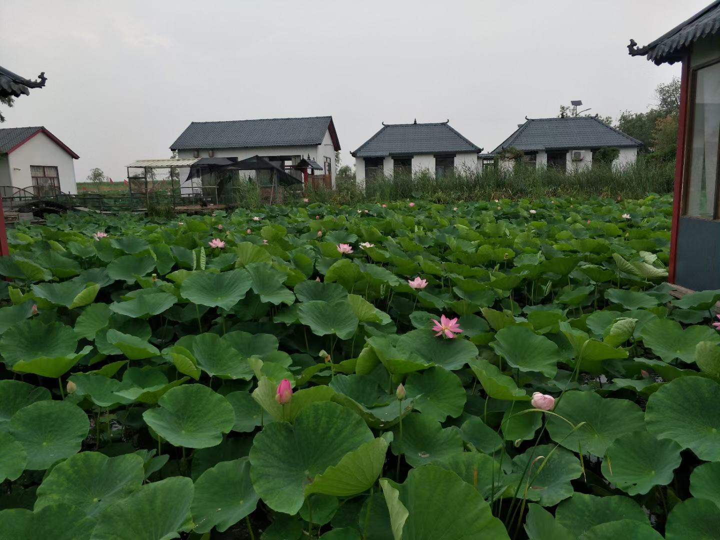湘莲种植基地航拍图