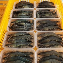 黑虎虾