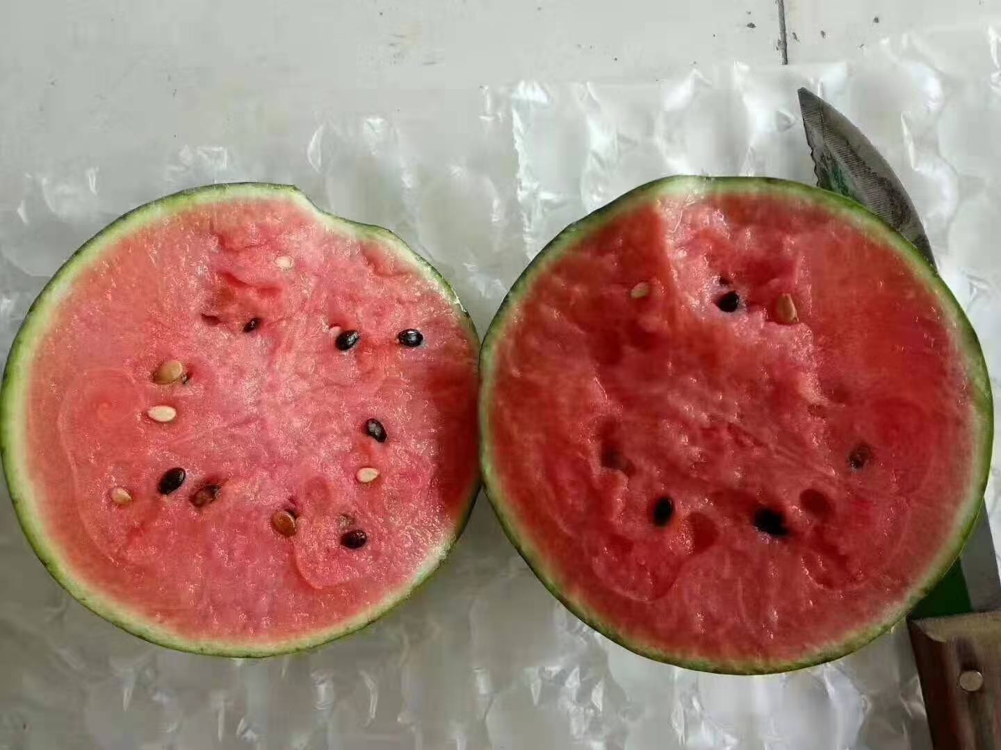 早春红玉西瓜切开展示果肉颜色与质地