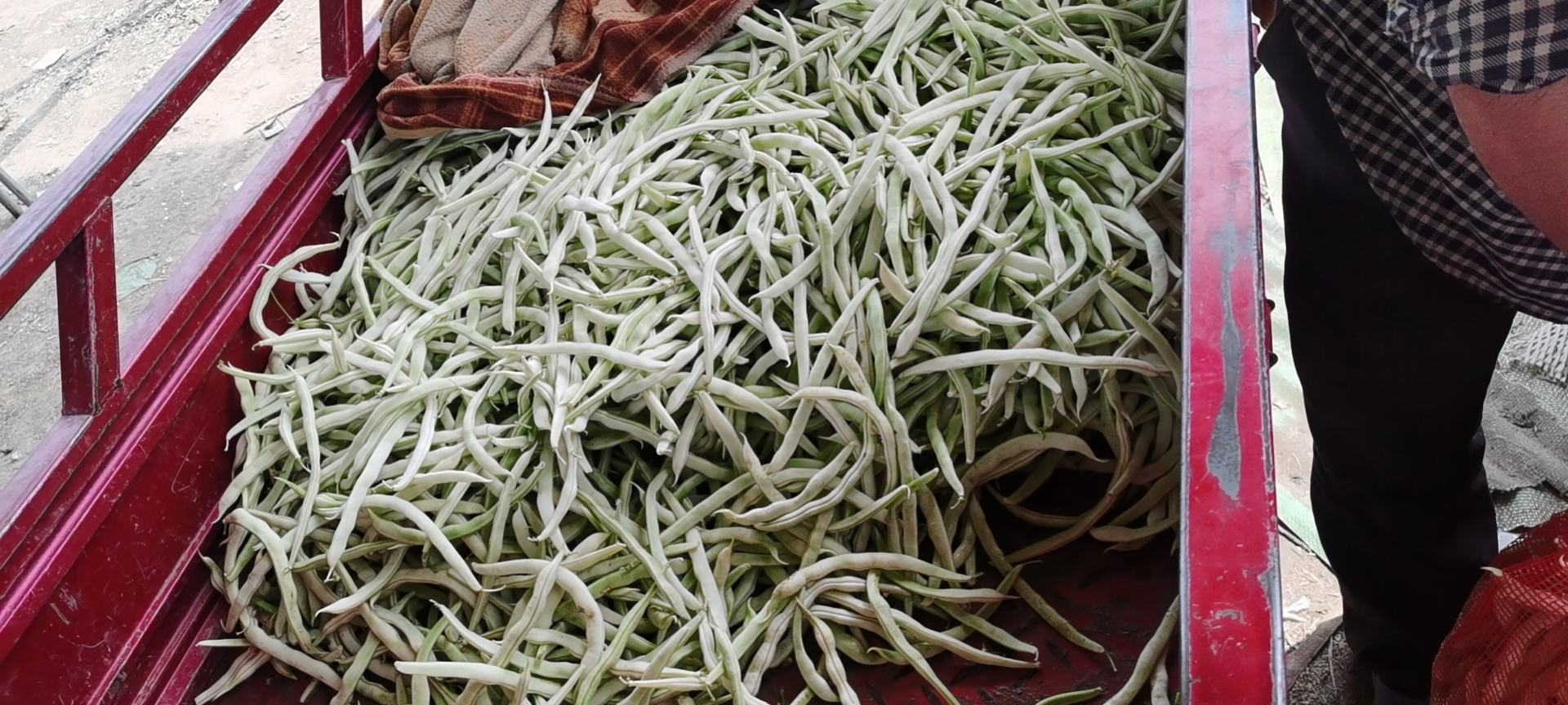 白不老绿豆在市场销售场景