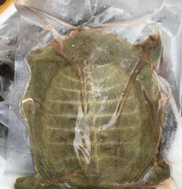 [鳖批发]活冻黄甲鱼价格20.00元/斤 - 一亩田