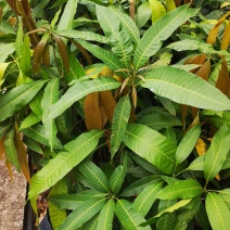 芒果苗实生苗嫁接苗金煌芒果苗四季芒果苗