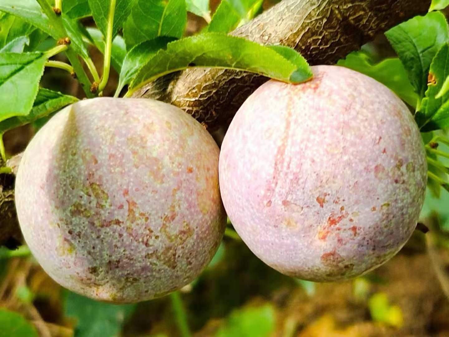 三华李子成熟度对比图：左为未熟青绿色果（果皮紧绷、无果粉、果蒂青硬），中为适熟紫红色果（果粉完整、果肩微软、果蒂微褐），右为过熟暗紫色果（果皮起皱、渗汁、果蒂脱落）