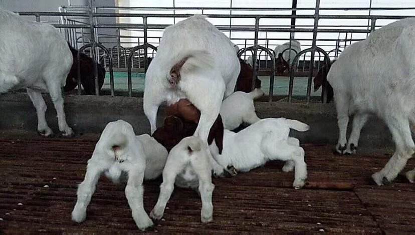 波尔山羊幼崽与母羊互动图