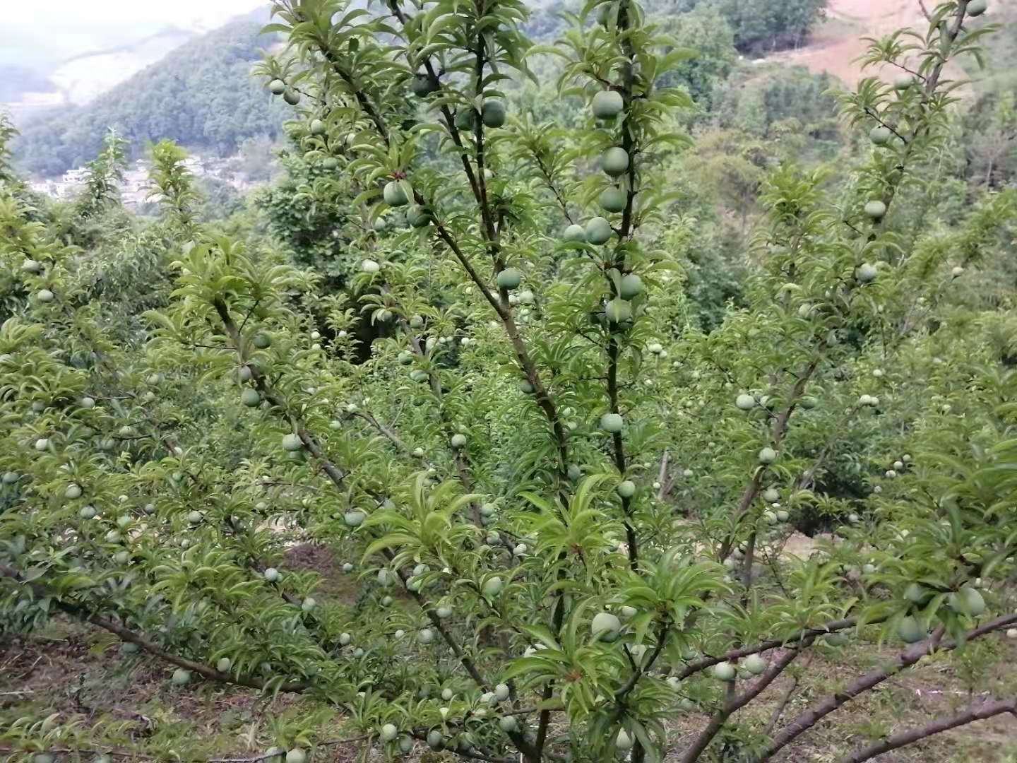 果园中的蜂糖李树