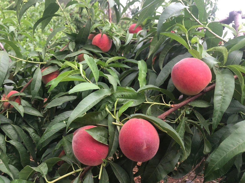 突围桃树体挂果特写：盛花后期枝条上密集悬挂青绿色幼果，果点细密，果柄粗短，叶片浓绿有光泽