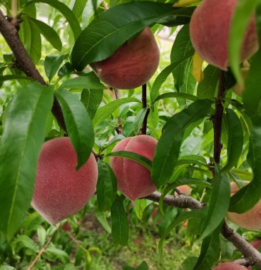 云南红河精品红桃二代,如果有需要的朋友,请联系