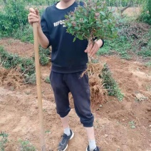 四季金银花苗红白双色盆栽裸根