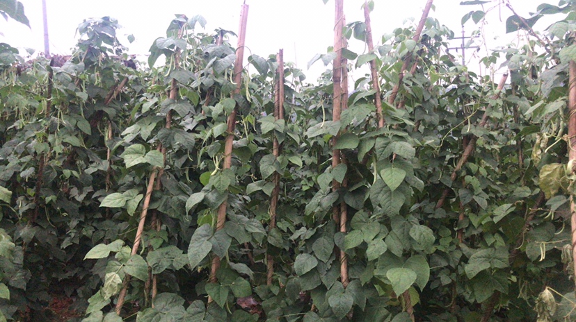 四季豆与荷兰豆对比图