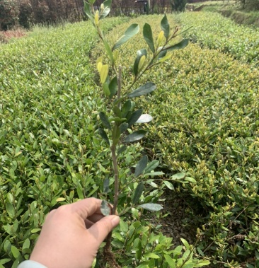 [文木芽苗批发]基地大量供应小叶纹木欢迎各位前来选购实地考察价格0.