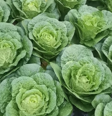 四川海螺沟大白菜代收小伍