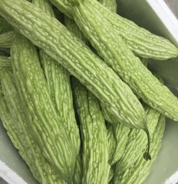 油苦瓜,质量好,新鲜蔬菜