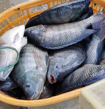 [罗非鱼批发]脆肉罗非鱼价格11.20元/斤 - 一亩田