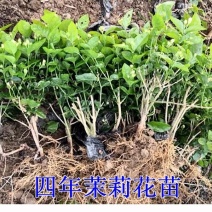 2021年茉莉花苗带花苞出售啦
