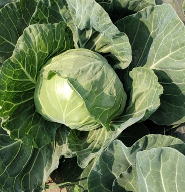 [甘蓝批发]甘蓝中甘56价格0.20元/斤 - 一亩田