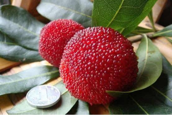 展示东魁杨梅与黑炭杨梅的外观对比,东魁较大且呈淡红色,黑炭较小且呈深黑色 杨梅品种对比图