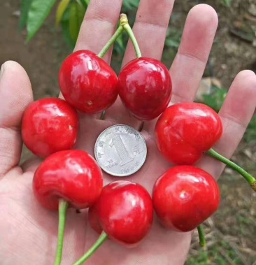 山东大樱珠红灯便宜卖了,现摘,绝对好货,整个市场找不到的