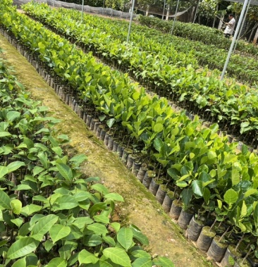 榴莲蜜苗 红肉榴莲蜜果苗 基地出货 量大从优 协助发车