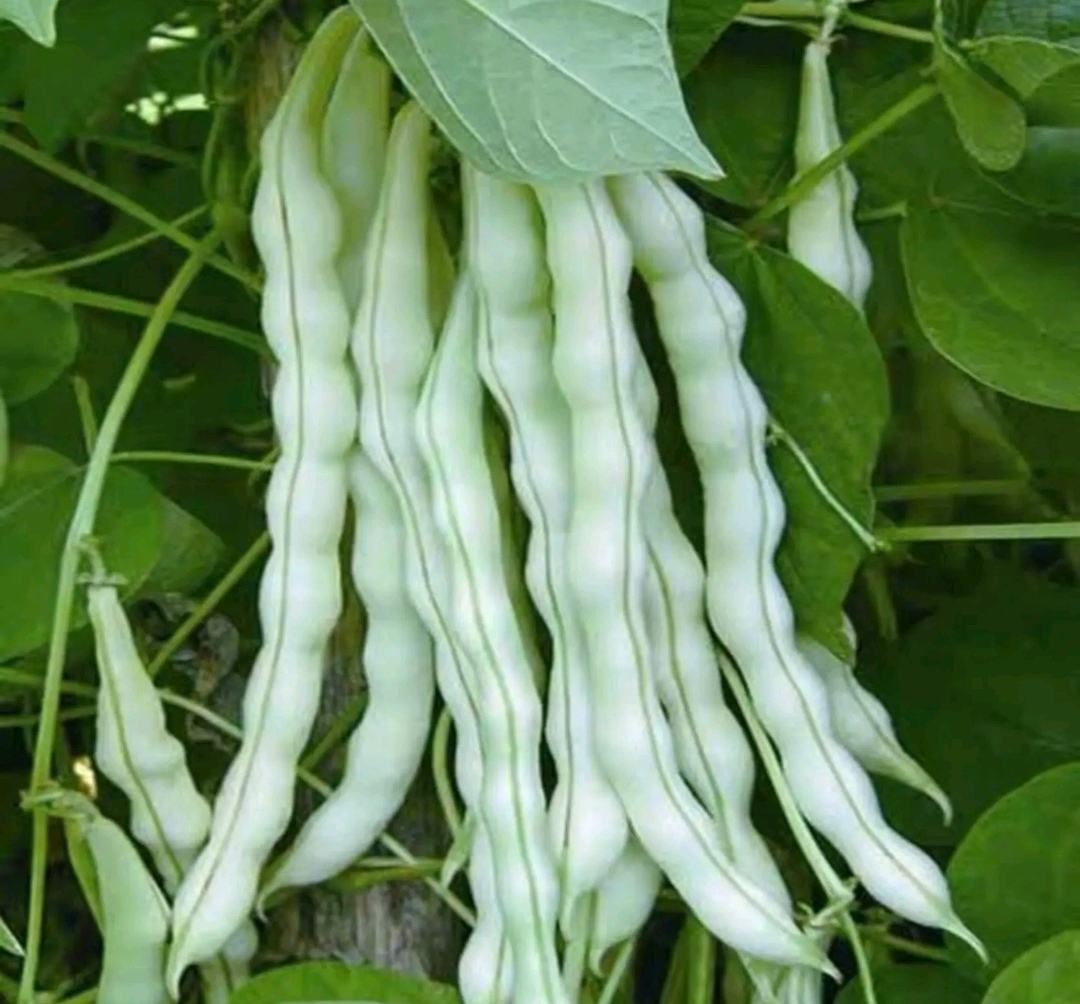 一株生长旺盛的白不老菜豆植株,展示其蔓生习性、复叶结构和下垂的扁平长荚果。叶片为三出复叶,叶色深绿,茎秆粗壮呈绿色略带紫晕。豆荚长度约20-25厘米,宽约1.2厘米,表面光滑无茸毛,颜色为淡绿色偏白,典型表现为‘白’的视觉特征 白不老植株整体形态