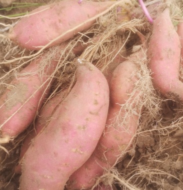 广东省阳江市阳西县上洋镇菩提管理区番薯