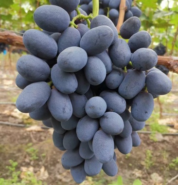 [秋黑葡萄批发]秋黑葡萄价格8.00元/斤 - 一亩田