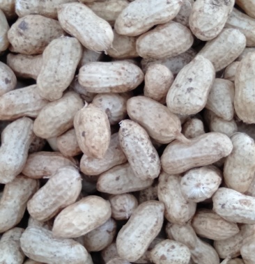 精品小白沙鲜花生,两粒红口感好