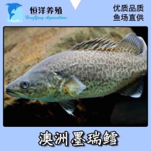澳洲墨瑞鳕鱼