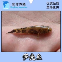 优质笋壳鱼苗淡水养殖鱼苗云斑尖塘鳢鱼苗沙塘