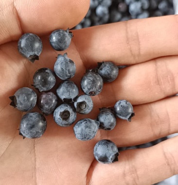 [蓝莓批发]蓝雨蓝莓价格4.00元/件 - 一亩田