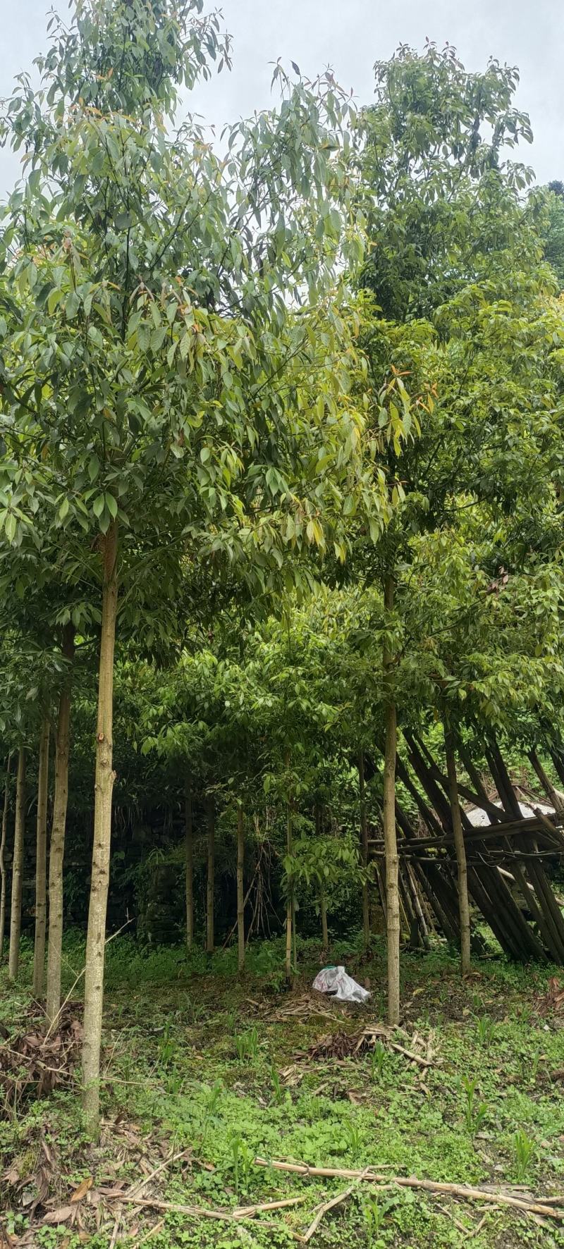楠木树