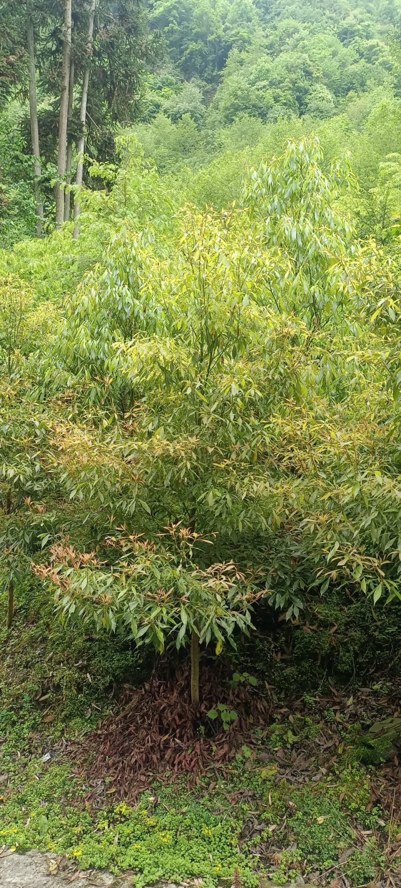 木楠树,楠木镇楠木树_大山谷图库