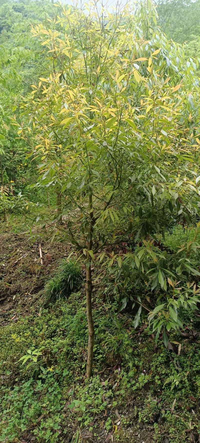 木楠树,楠木镇楠木树(第4页)_大山谷图库